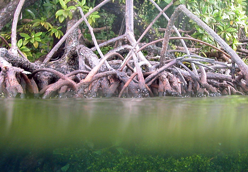 Roots of the Mangrove